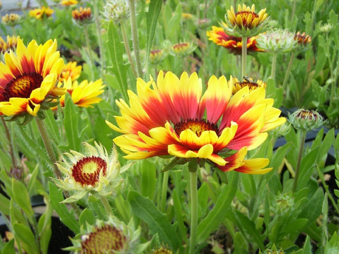 Gaillardia 'Kobold' Kokardebloem