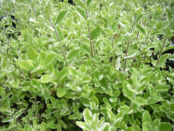 Mentha rotundifolia  Wollige Munt