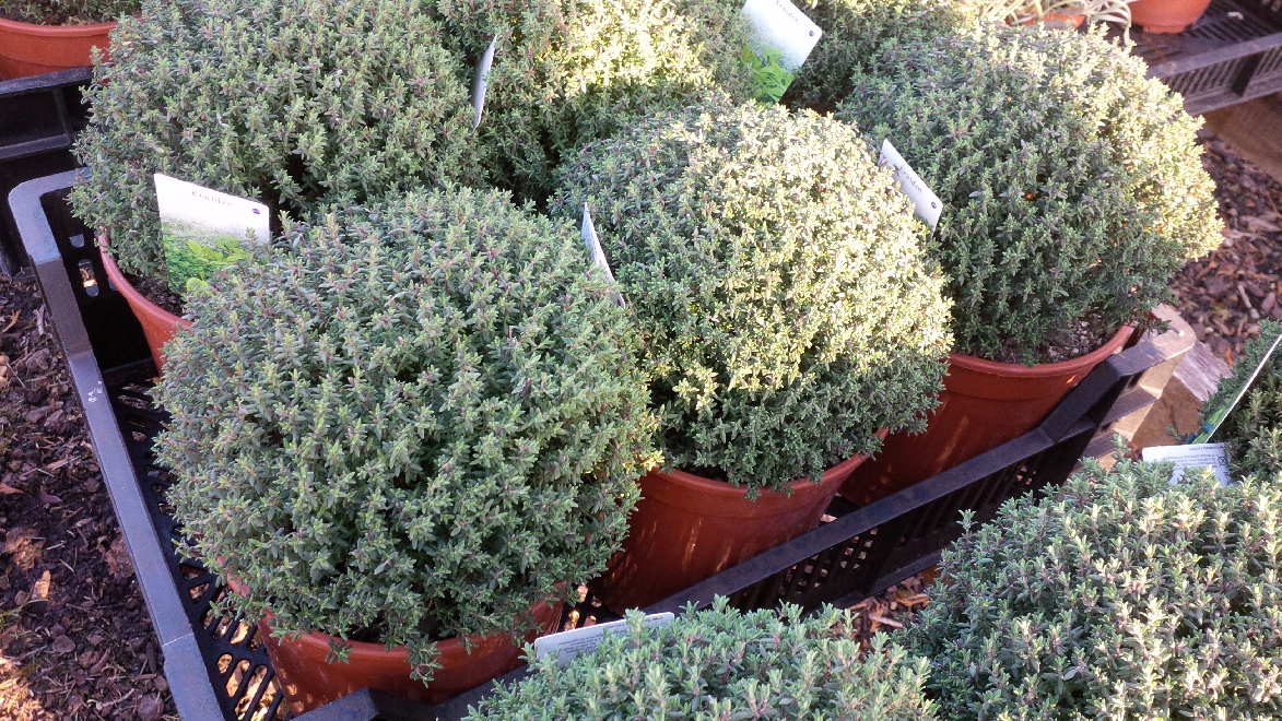 Thymus vulgaris Eetbare Tijm