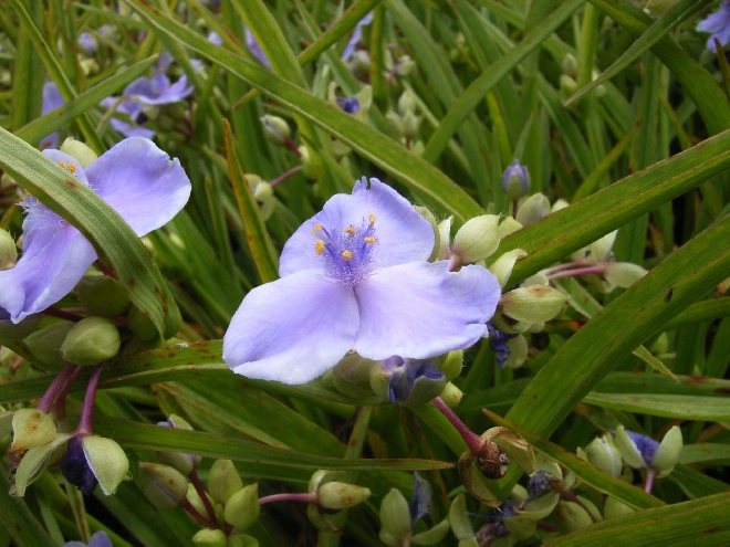 Tradescantia 'J.C. Weguelin' (Andersoniana-groep) Eendagsbloem
