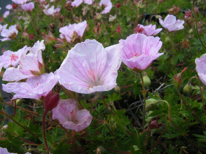Geranium sanguineum var. striatum Ooievaarsbek