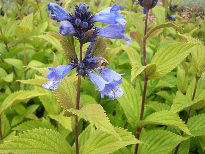 Nepeta subsessilis Kattekruid
