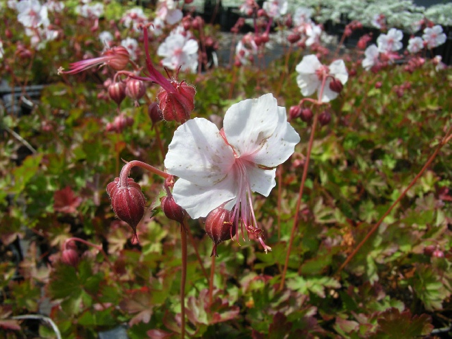 Geranium cantabrigiense 'Biokovo' Ooievaarsbek