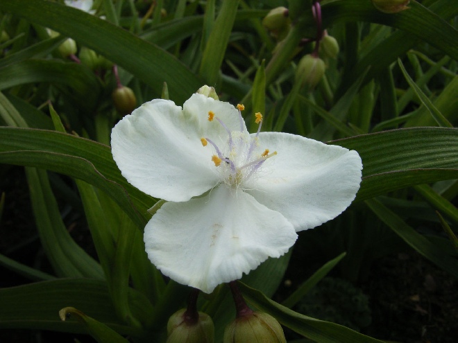 Tradescantia 'Innocence' (Andersoniana-groep) Eendagsbloem