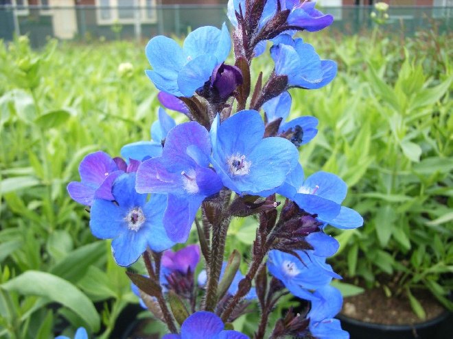 Anchusa azurea 'Loddon Royalist' Ossetong