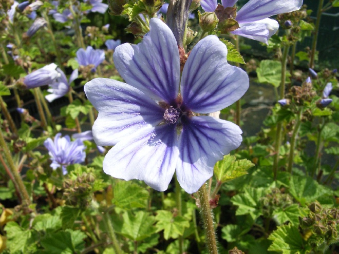 Malva sylvestris 'Dema' (Marina) Kaasjeskruid