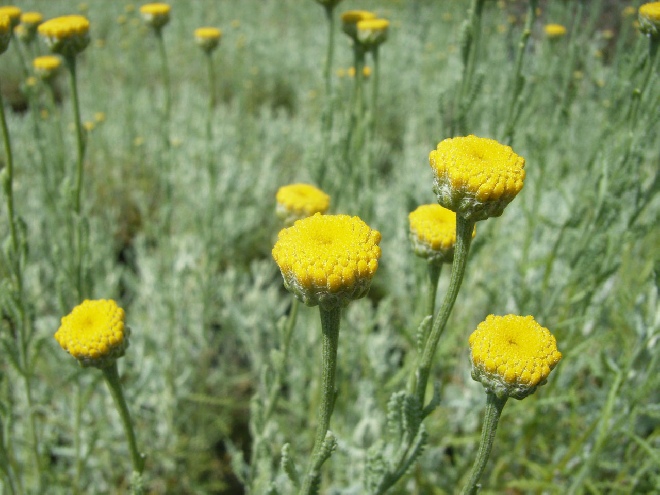 Santolina chamaecyparissus Heiligenbloem, Heiligenkruid
