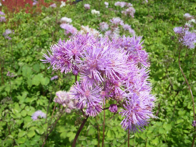 Thalictrum aquilegifolium Akeleiruit
