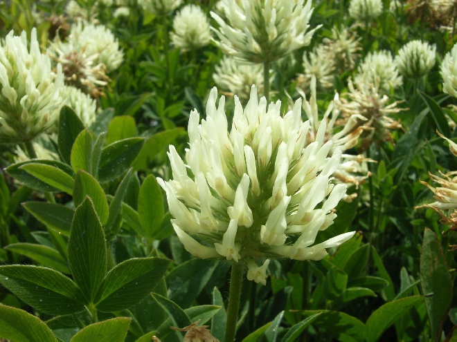 Trifolium ochroleucon Klaver