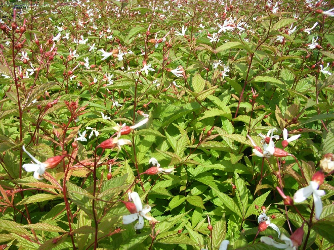 Gillenia trifoliata Gillenia