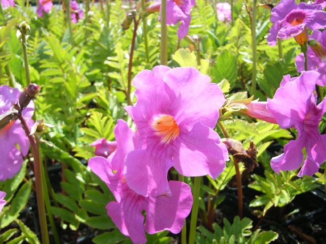 Incarvillea delavayi Tuingloxinia