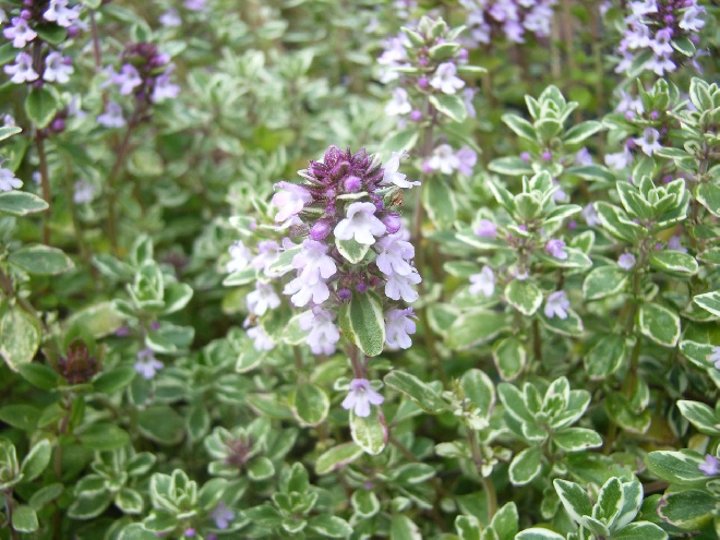 Thymus citriodorus 'Silver Queen' Citroentijm