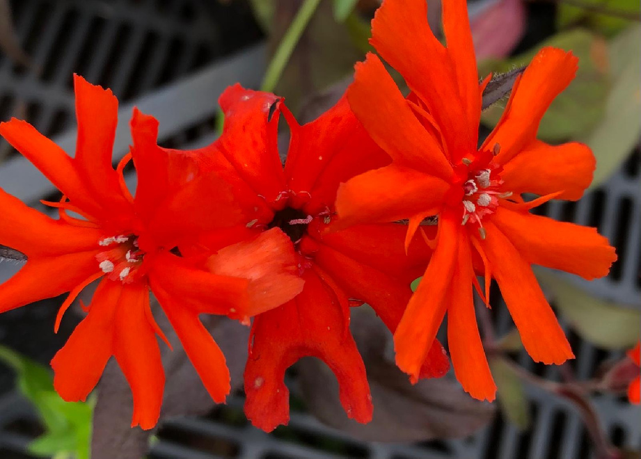 Lychnis arkwrightii 'Vesuvius' Koekoeksbloem