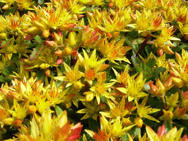 Sedum floriferum 'Weihenstephaner Gold' Vetkruid