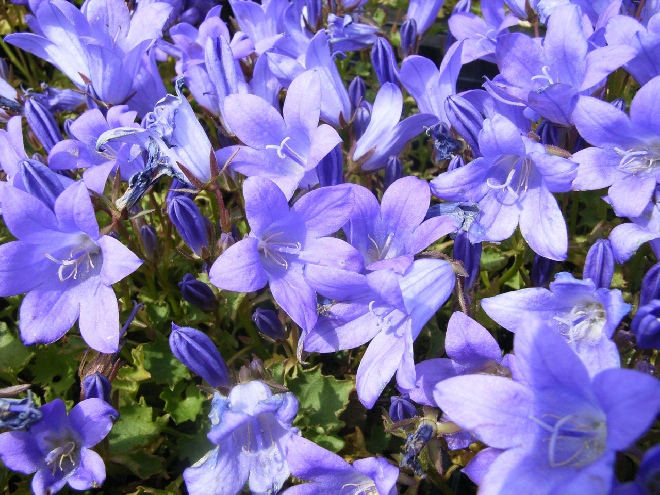 Campanula portenschlagiana 'Resholt Variety' Klokje