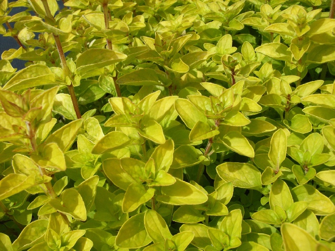 Origanum vulgare 'Thumble's Variety' Marjoraan