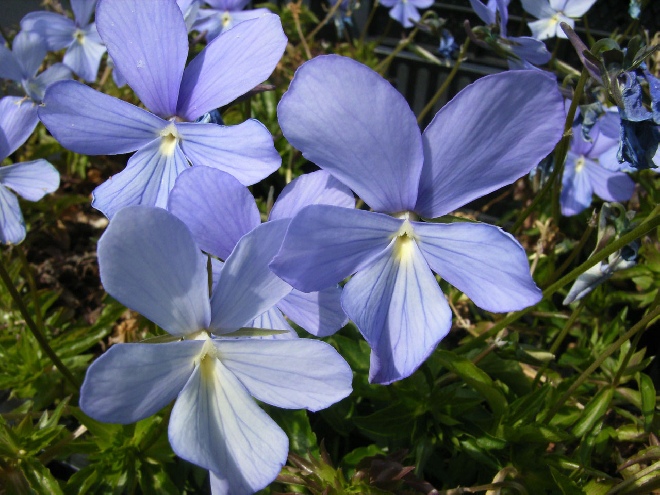 Viola 'Boughton Blue' Hoornviooltje