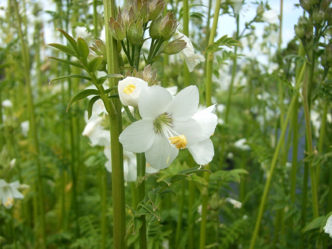 Polemonium caeruleum 'Album' Jacobsladder