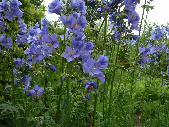 Polemonium caeruleum Jacobsladder