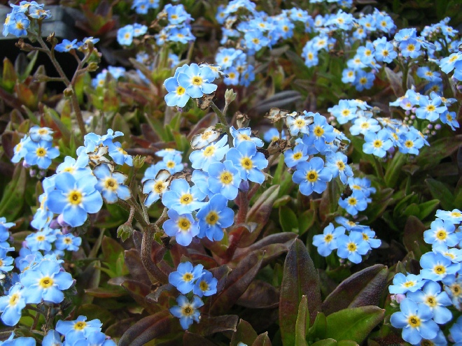 Myosotis scorpioides 'Ice Pearl' (syn. Myosotis palustris 'Ice Pearl') Moeras Vergeet-mij-nietje