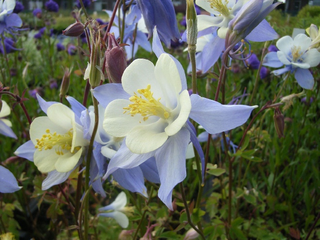 Aquilegia caerulea Akelei
