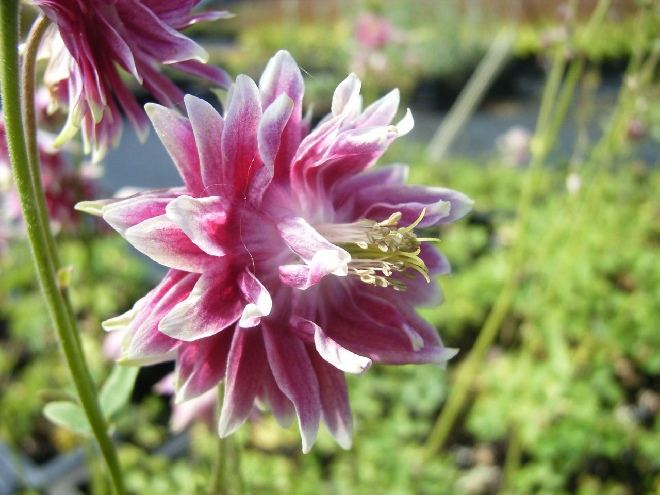 Aquilegia 'Nora Barlow' Akelei