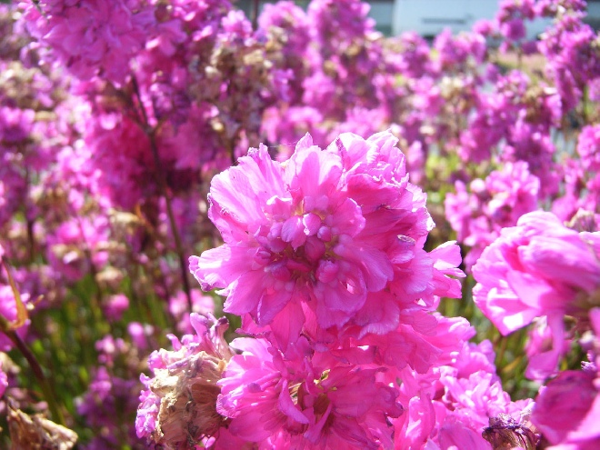 Lychnis viscaria 'Plena' (syn. Viscaria vulgaris 'Plena') Pekanjer
