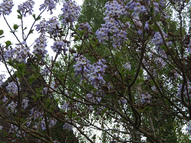 Paulownia tomentosa Anna Paulownaboom