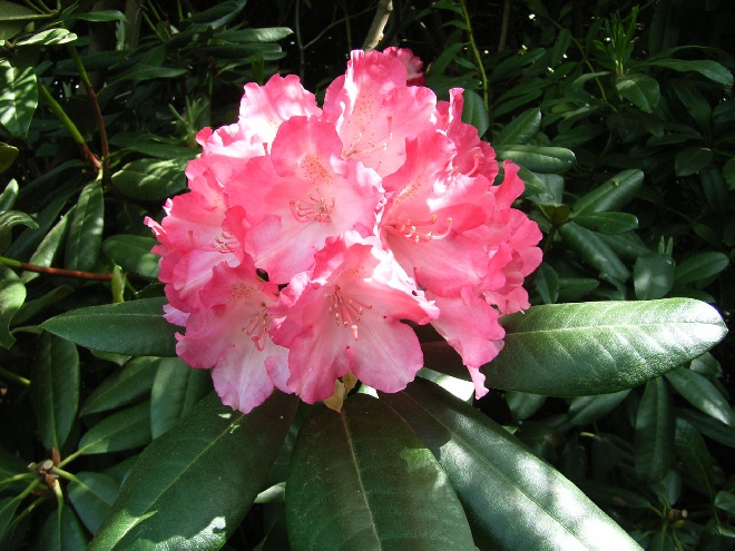 Rhododendron 'Fantastica' Dieproze Yakushimanum Rhododendron