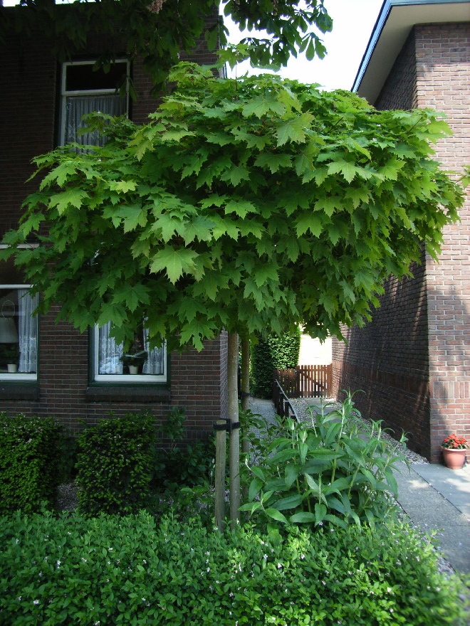 Acer platanoides 'Globosum' Bolesdoorn, Noorse Esdoorn