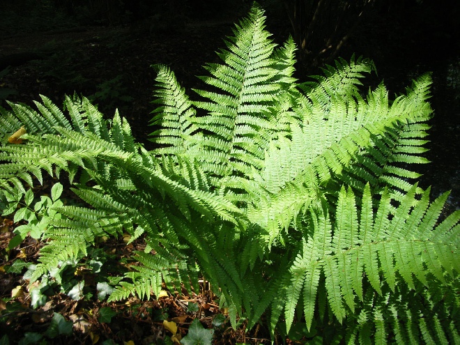 Athyrium filix-femina Wijfjesvaren