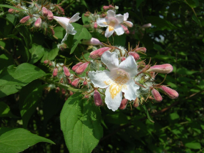 Kolkwitzia amabilis 'Pink Cloud' Kolkwitzia