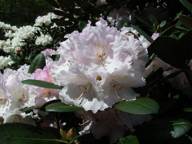 Rhododendron 'Silberwolke' Lichtroze Yakushimanum Rhododendron