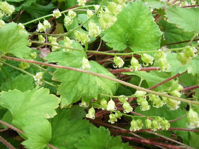 Tellima grandiflora 'Rubra' Franjekelk