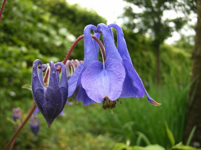 Aquilegia vulgaris Gewone akelei