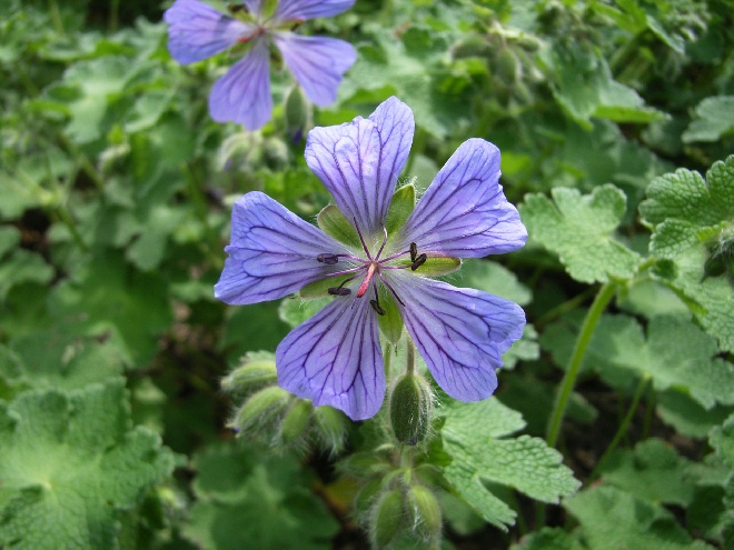 Geranium 'Philippe Vapelle' Ooievaarsbek