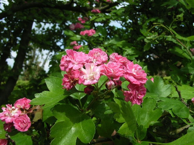 Crataegus media 'Paul's Scarlet' (syn. Crataegus laevigata 'Paul's Scarlet') Meidoorn