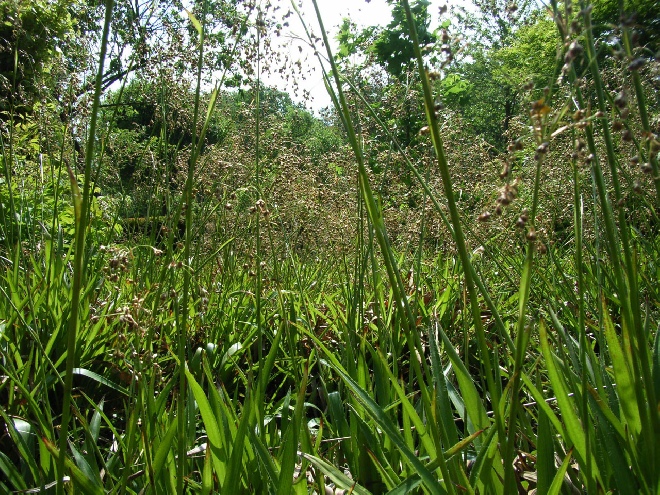 Luzula sylvatica Grote Veldbies