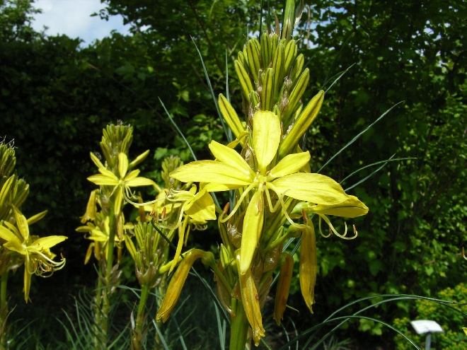 Asphodeline lutea Jonkerlelie, Gele affodil