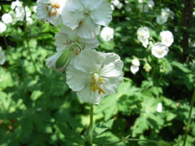 Geranium phaeum 'Album' Donkere Ooievaarsbek