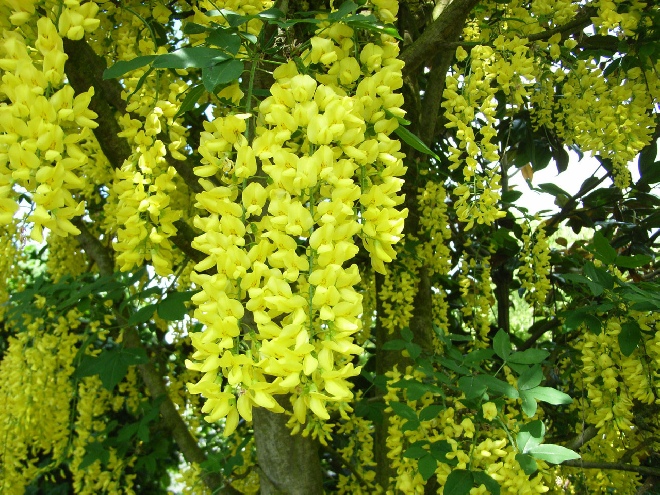 Laburnum watereri 'Vossii' Goudenregen