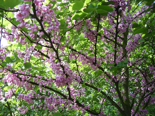 Cercis siliquastrum Judasboom