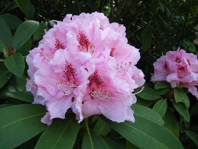 Rhododendron 'Pink Pearl' (Griffithianum-groep) 