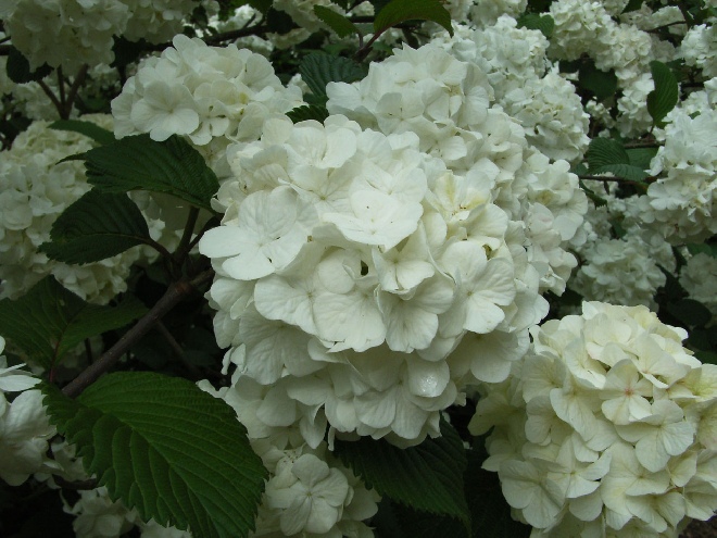 Viburnum plicatum 'Grandiflorum' japanse sneeuwbal