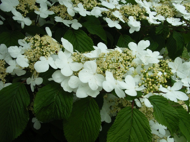 Viburnum plicatum f. tomentosum japanse sneeuwbal