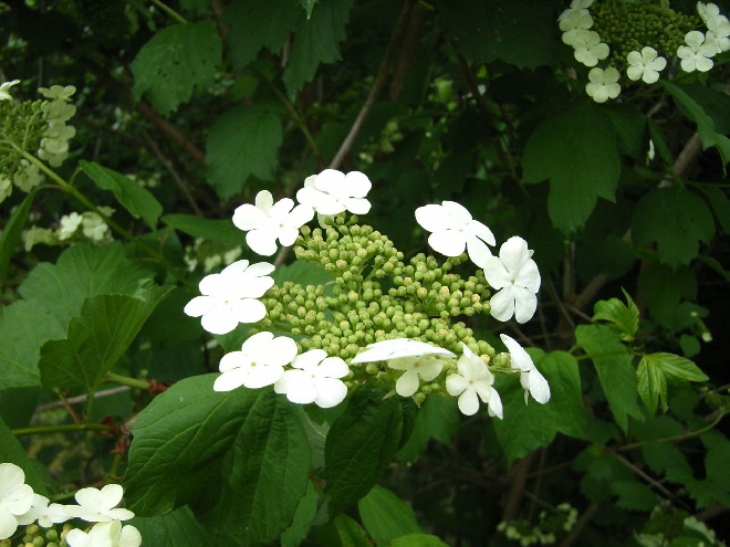 Viburnum opulus Viburnum Gelderse roos