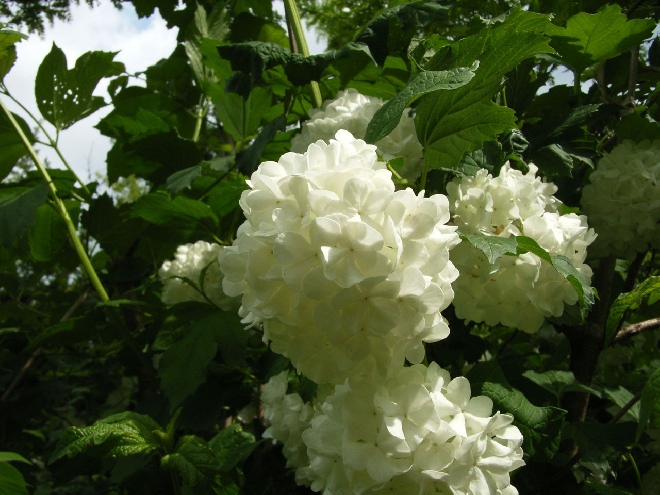 Viburnum opulus 'Roseum' (syn. Viburnum opulus 'Sterile') Gewone Sneeuwbal