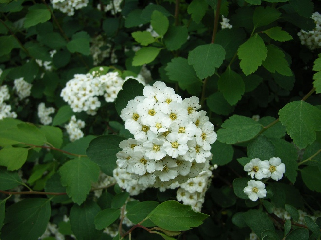 Spiraea vanhouttei Witte Spierstruik