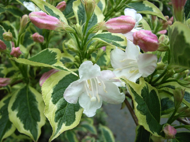 Weigela 'Nana Variegata' Vlinderkamperfoelie, Weigelia