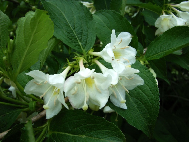 Weigela 'Bristol Snowflake' Weigelia